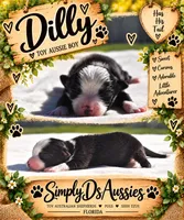 Dally , a male Toy Australian Shepherd for sale in Palm Coast, FL – 3 of 3