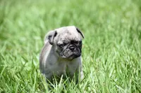 Bumble , a male Pug for sale in Palm Coast, FL – 3 of 6