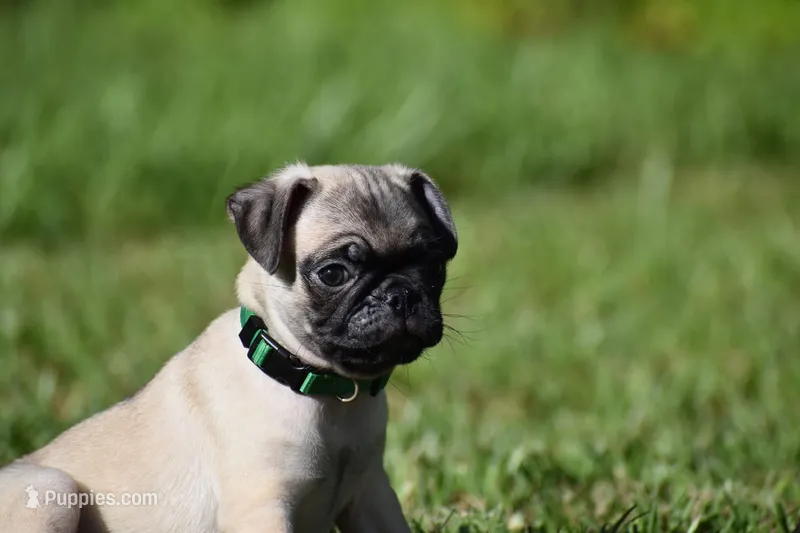 Toffee Crunch – Pug puppy for sale in Palm Coast, FL