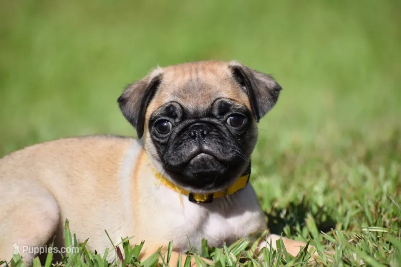 Honey Bee – Pug puppy for sale in Palm Coast, FL