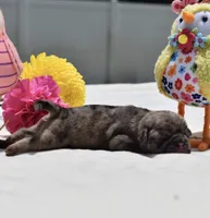 Buzz, a male Pug for sale in Palm Coast, FL – 3 of 6