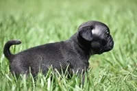 Hive, a male Pug for sale in Palm Coast, FL – 6 of 7
