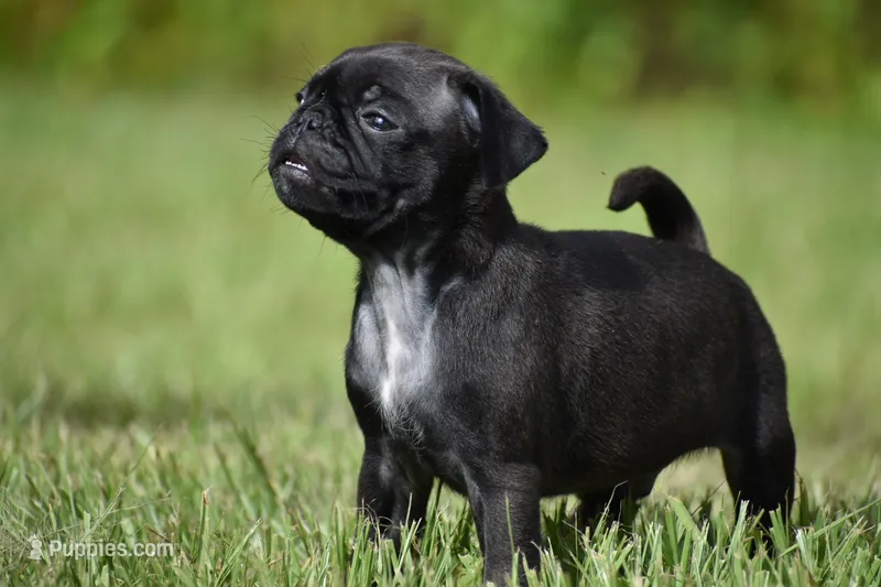 Hive – Pug puppy for sale in Palm Coast, FL