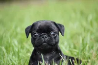 Daphne, a female Pug for sale in Palm Coast, FL – 2 of 6