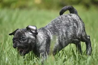 Butterbean, a male Pug for sale in Palm Coast, FL – 8 of 9