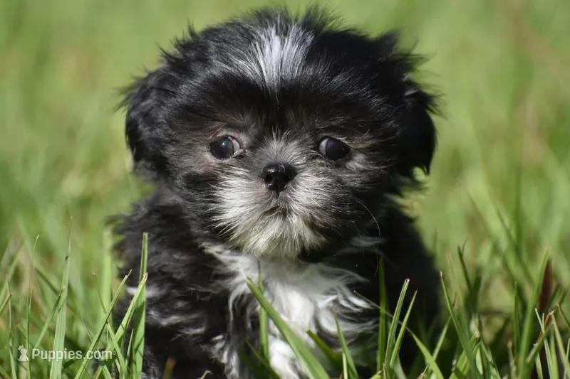 Mayzie – Shih Tzu puppy for sale in Palm Coast, FL
