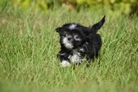 Mayzie, a male Shih Tzu for sale in Palm Coast, FL – Photo 4 of 5