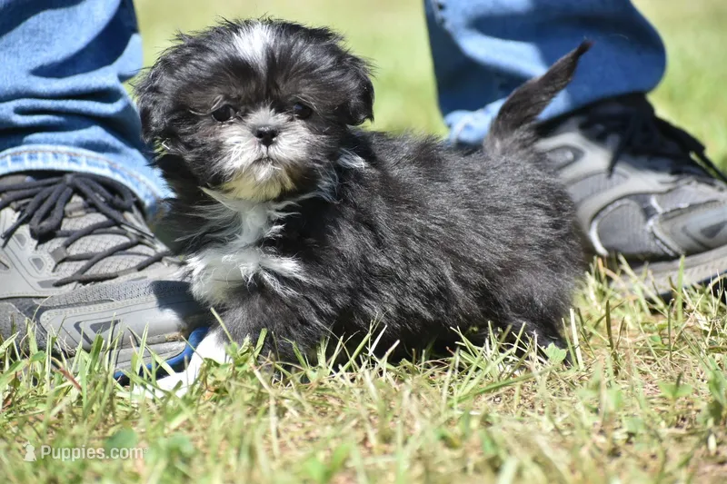 Mayzie – Shih Tzu puppy for sale in Palm Coast, FL