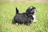 Mayzie, a male Shih Tzu for sale in Palm Coast, FL – Photo 2 of 5