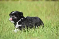 Mayzie, a male Shih Tzu for sale in Palm Coast, FL – Photo 5 of 5