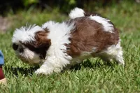 Bread Pudding , a male Shih Tzu for sale in Palm Coast, FL – 8 of 10