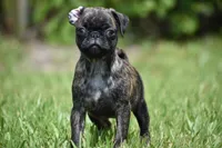 Maple Kiss , a female Pug for sale in Palm Coast, FL – 2 of 6