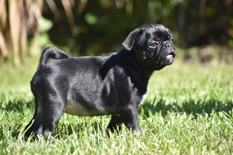 Scooby  – Pug puppy for sale in Palm Coast, FL