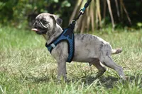 Buzz, a male Pug for sale in Palm Coast, FL – 3 of 8