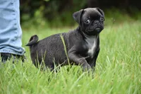 Hive, a male Pug for sale in Palm Coast, FL – 3 of 9