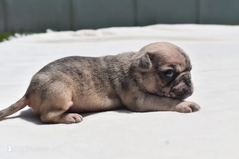 Corn Bread  – Pug puppy for sale in Palm Coast, FL