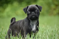 Hive, a male Pug for sale in Palm Coast, FL – 6 of 9