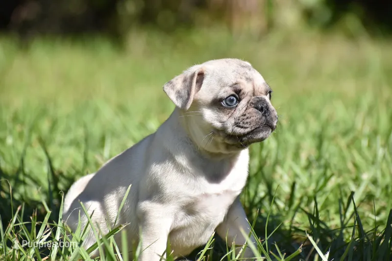 Maple  – Pug puppy for sale in Palm Coast, FL
