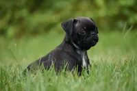Hive, a male Pug for sale in Palm Coast, FL – 7 of 9