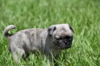 Bumble , a male Pug for sale in Palm Coast, FL – 5 of 6