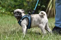 Bumble , a male Pug for sale in Palm Coast, FL – 2 of 6