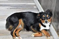 Due March , a  Toy Australian Shepherd for sale in Palm Coast, FL – Photo 4 of 7