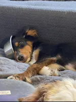 Due March , a  Toy Australian Shepherd for sale in Palm Coast, FL – Photo 6 of 7