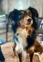 Due March , a  Toy Australian Shepherd for sale in Palm Coast, FL – Photo 7 of 7