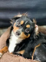 Due March , a  Toy Australian Shepherd for sale in Palm Coast, FL – Photo 1 of 7