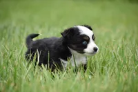 Orion, a male Toy Australian Shepherd for sale in Palm Coast, FL – 3 of 7