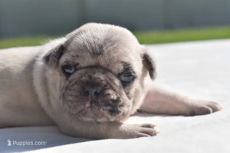Maple Blue Eyes!  – Pug puppy for sale in Palm Coast, FL