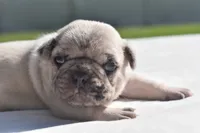 Maple Blue Eyes! , a female Pug for sale in Palm Coast, FL – 1 of 8