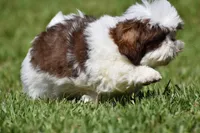 Bread Pudding , a male Shih Tzu for sale in Palm Coast, FL – 7 of 10