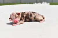 Luna , a female Toy Australian Shepherd for sale in Palm Coast, FL – 2 of 3