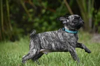 Caramel Drizzle , a male Pug for sale in Palm Coast, FL – 2 of 5