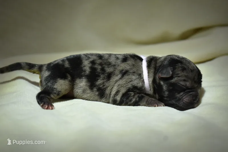 Sweet Tea  – Pug puppy for sale in Palm Coast, FL