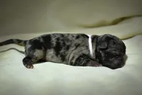 Sweet Tea , a female Pug for sale in Palm Coast, FL – 1 of 5