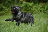 Butterbean, a male Pug for sale in Palm Coast, FL – 5 of 8