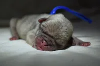 Peach Cobbler , a male Pug for sale in Palm Coast, FL – 2 of 5