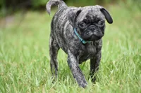 Caramel Drizzle , a male Pug for sale in Palm Coast, FL – 4 of 5