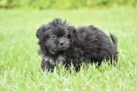 Paddy , a male Shih Tzu and Toy Australian Shepherd for sale in Palm Coast, FL – 6 of 9