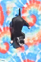 Hocus , a male Toy Australian Shepherd for sale in Palm Coast, FL – 6 of 6