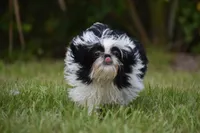 Rice Pudding, a female Shih Tzu for sale in Palm Coast, FL – 2 of 5