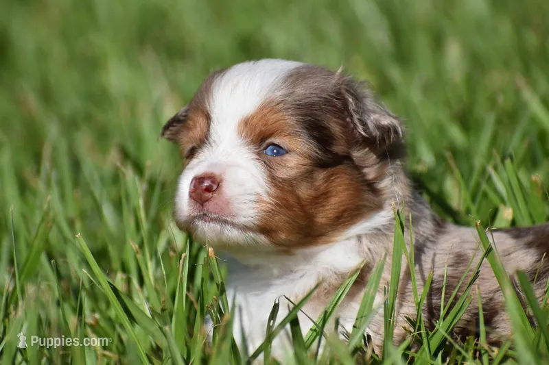 Nova  – Toy Australian Shepherd puppy for sale in Palm Coast, FL