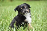 Peanut Butter , a male Toy Australian Shepherd for sale in Palm Coast, FL – 5 of 7