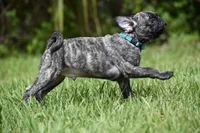Caramel Drizzle , a male Pug for sale in Palm Coast, FL – 3 of 5
