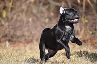 processed/26b2b8fb-286e-4c4a-a81b-a21abde623e0/listing/aba3518b-6601-4c5b-9bbb-69010730080d/4222d994-be9d-4602-a777-20959dd6a94d