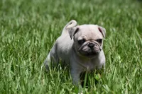 Peach Cobbler , a male Pug for sale in Palm Coast, FL – 4 of 5