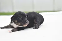 Peanut Butter , a male Toy Australian Shepherd for sale in Palm Coast, FL – 6 of 6