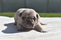 Maple Blue Eyes! , a female Pug for sale in Palm Coast, FL – 3 of 8